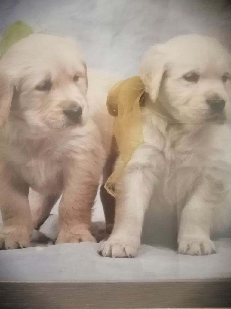 De La Foret Des Boules De Poils - Nos goldens babys