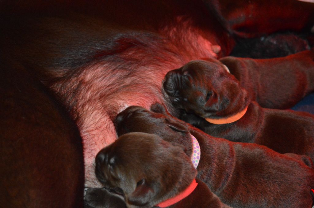 chiot Labrador Retriever De La Foret Des Boules De Poils