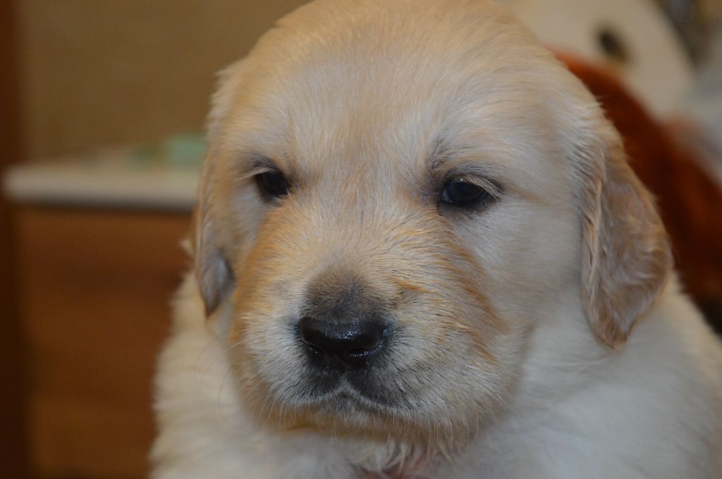 De La Foret Des Boules De Poils - Chiot disponible  - Golden Retriever