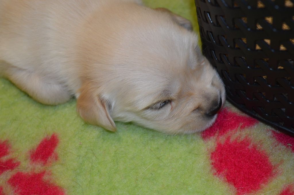 chiot Golden Retriever De La Foret Des Boules De Poils