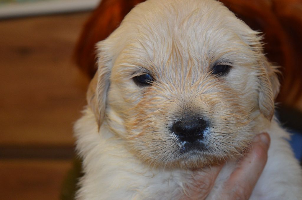 De La Foret Des Boules De Poils - Chiot disponible  - Golden Retriever