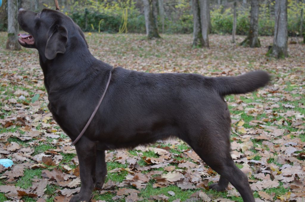 Miss moon De La Foret Des Boules De Poils