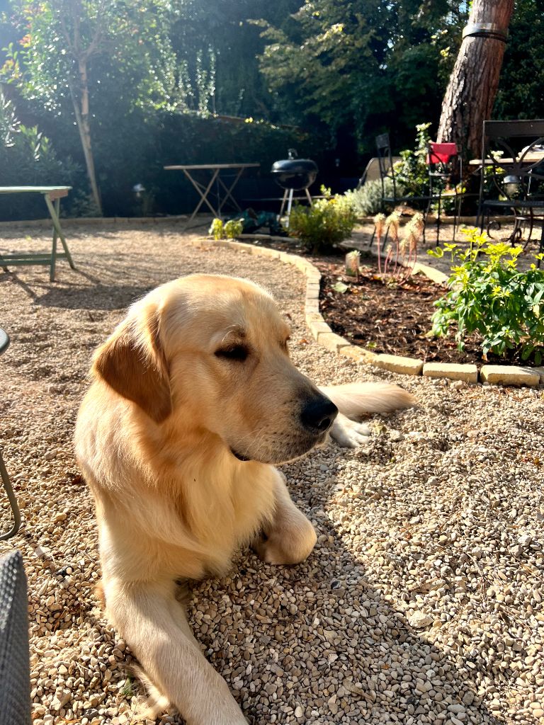 De La Foret Des Boules De Poils - V locky de la foret des boules de poils 
