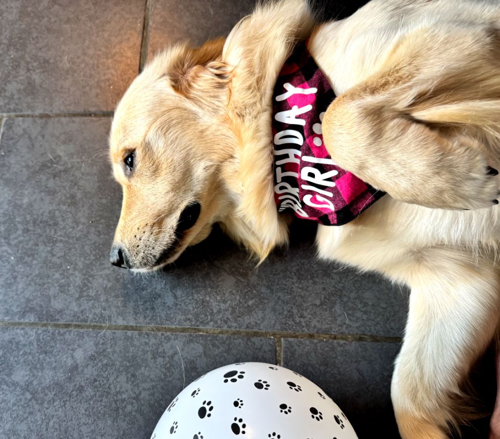 De La Foret Des Boules De Poils - Vega de la foret des boules de poils 