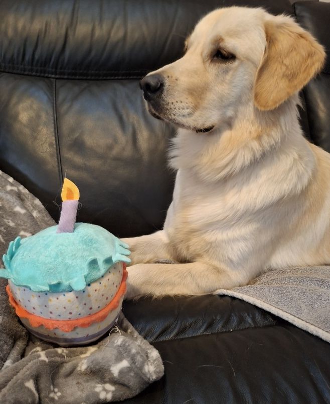 V willow de la foret des boules de poils 
