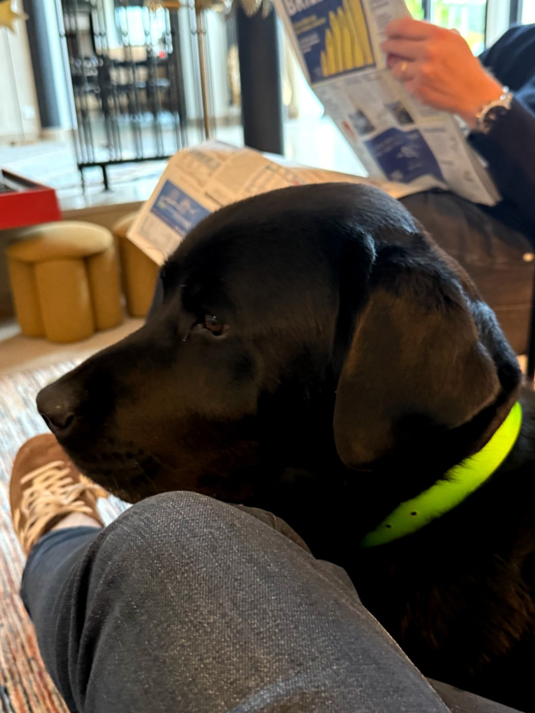 De La Foret Des Boules De Poils - Black de la foret des boules de poils