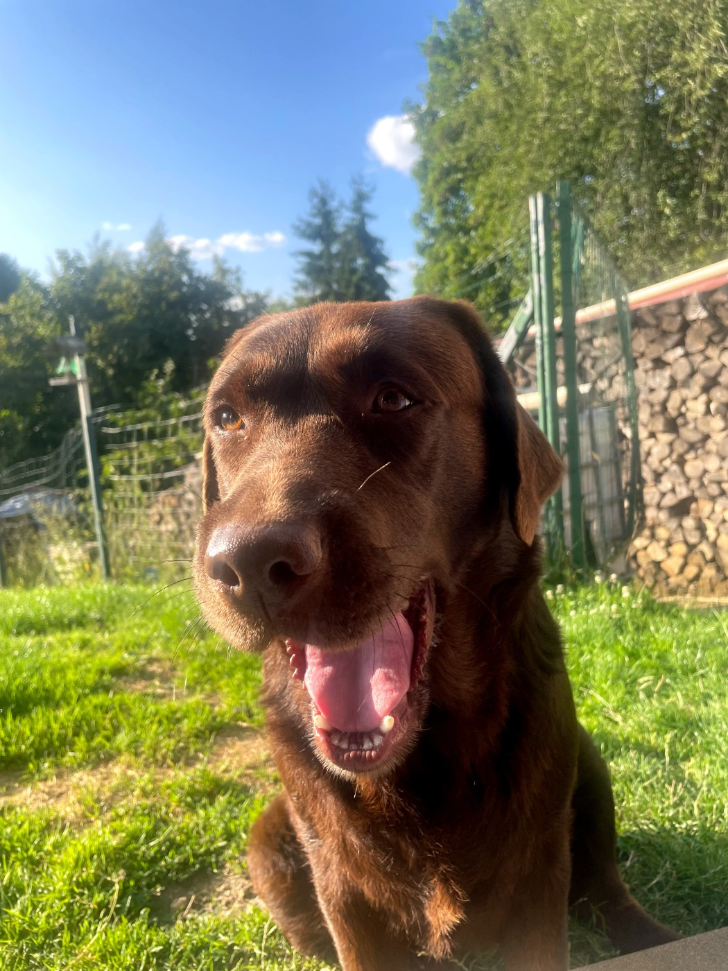 De La Foret Des Boules De Poils - Ruby de la foret des boules de poils