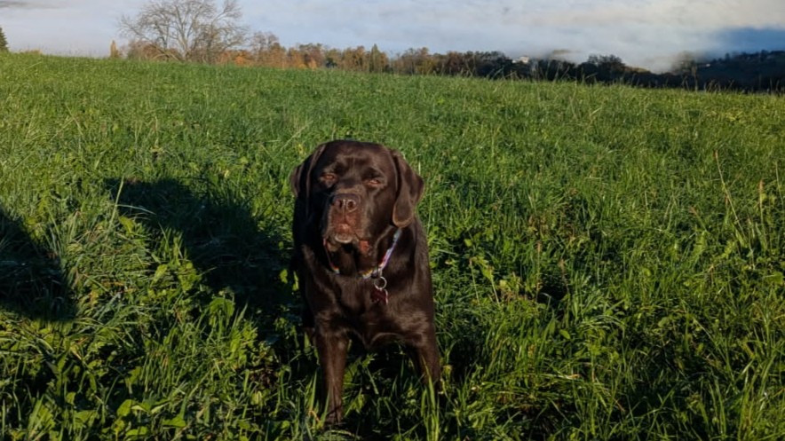 De La Foret Des Boules De Poils - Rainbow de la foret des boules de poils