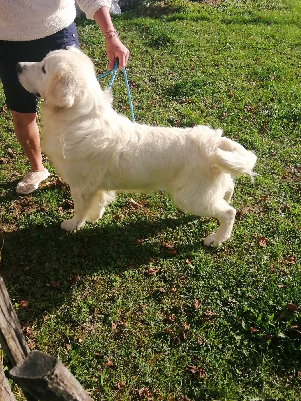 Bientôt des bébés goldens