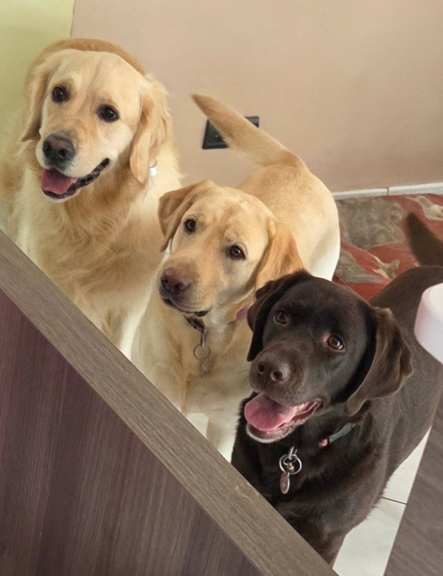 Twist et ripley2 de la foret des boules de poils