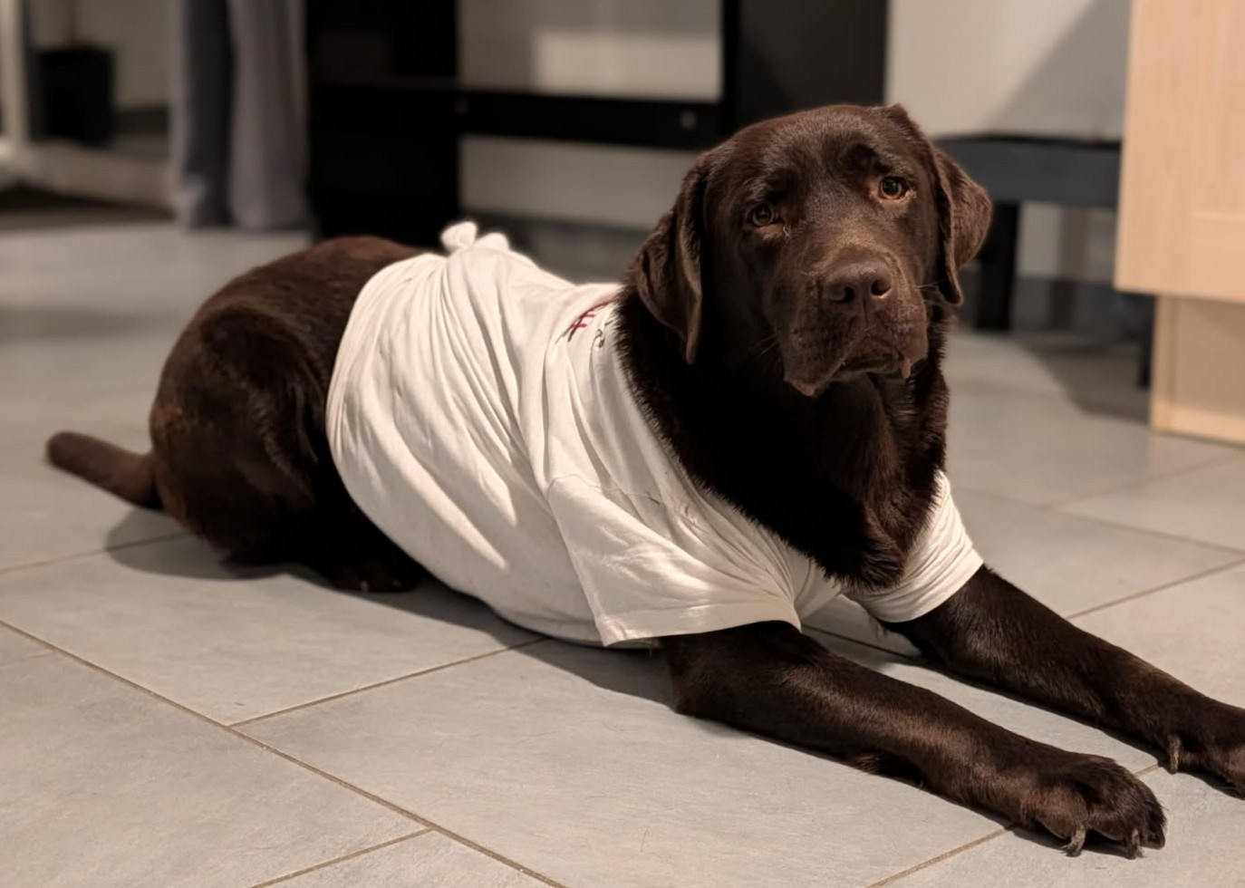 Vanille de la foret des boules de poils