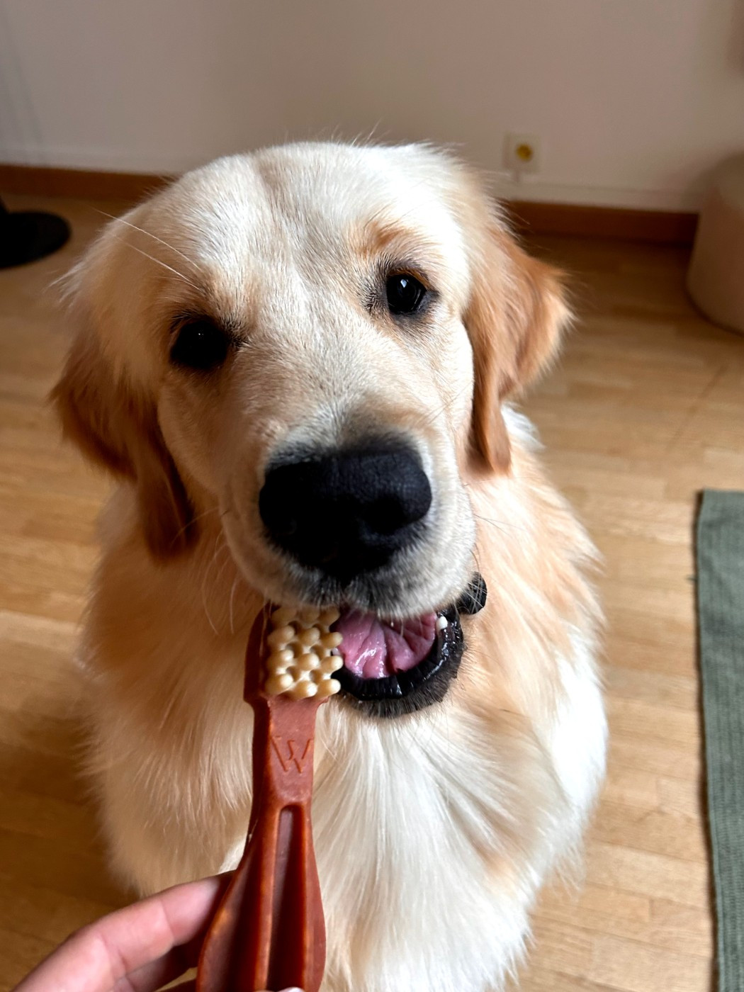 Ando de la foret des boules de poils