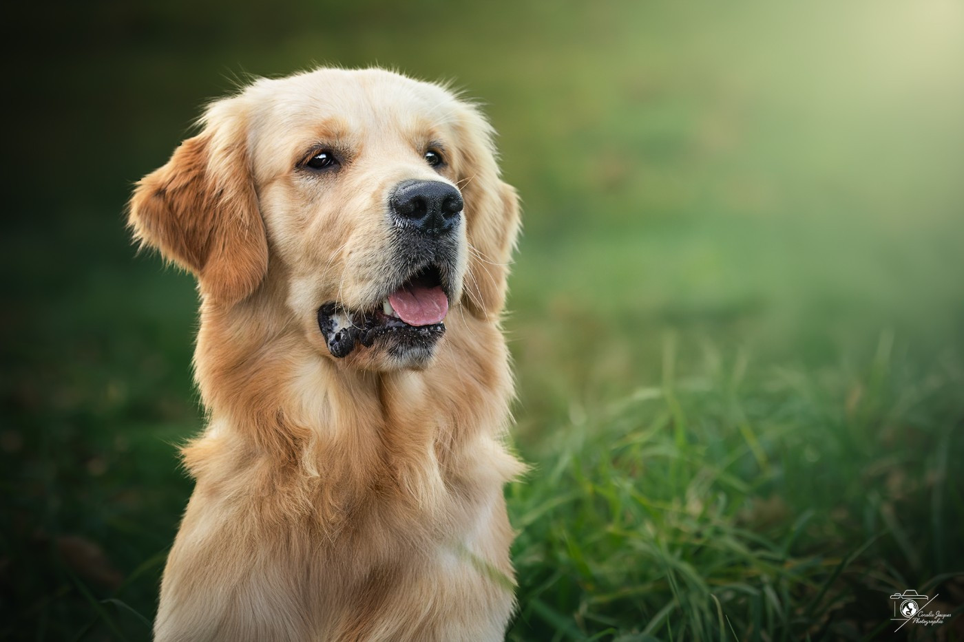 Zack de la foret des boules de poils