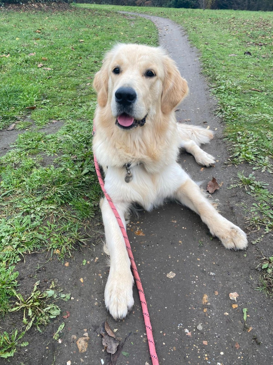 Vega de la foret des boules de poils