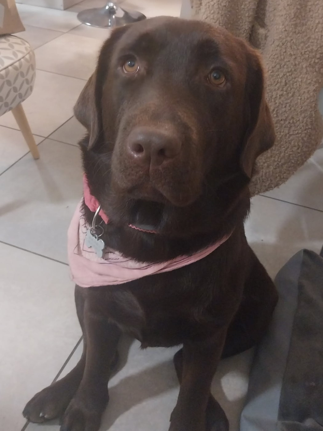 Alma de la foret des boules de poils