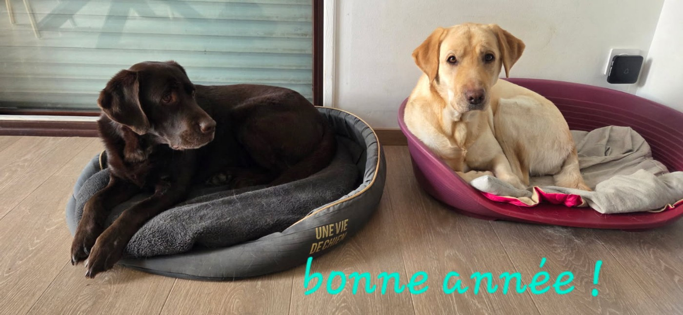 De La Foret Des Boules De Poils - Twist et ripley2 de la foret des boules de poils