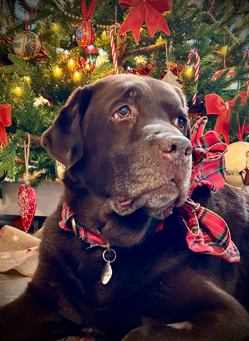 Maximus de la foret des boiles de poils