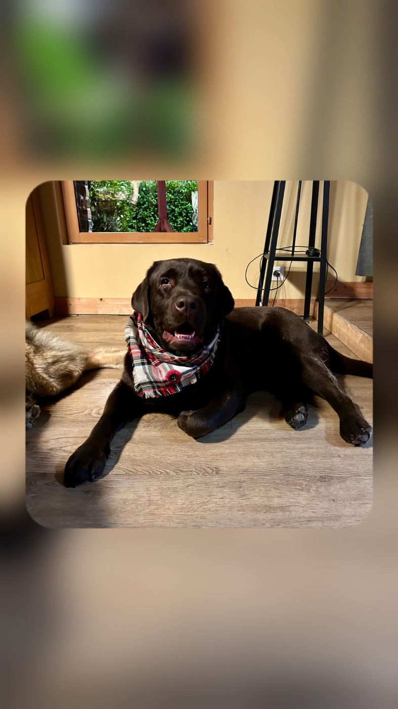 Vicking de la foret des boules de poils