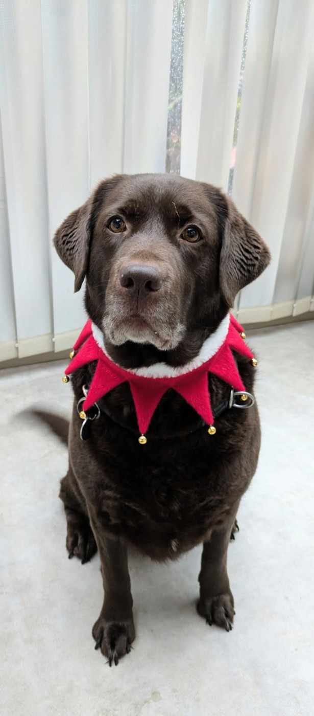 Ripley de la foret des boules de poils