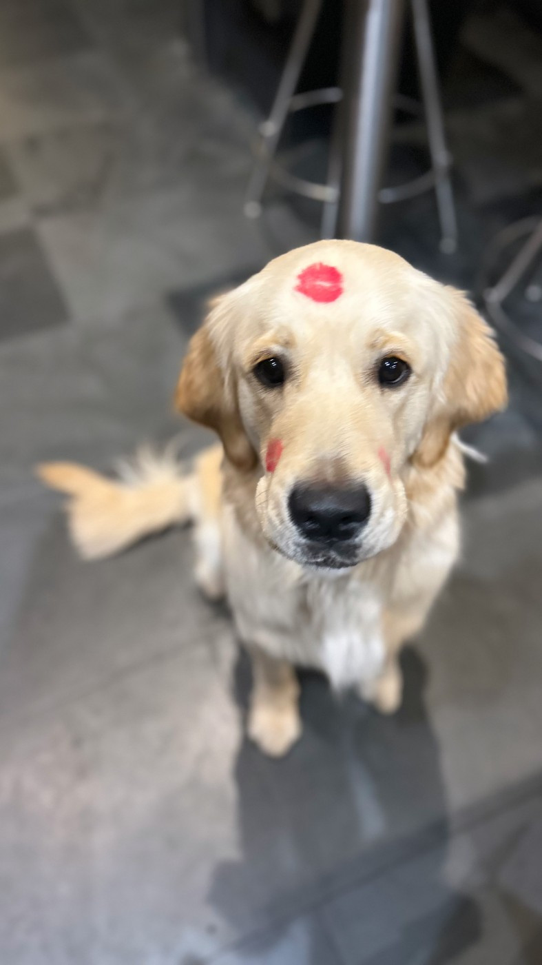 Vischnou de la foret des boules de poils