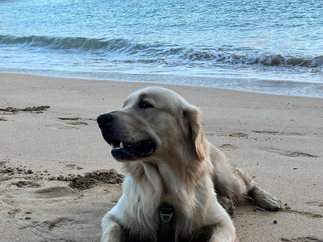 V locky de la foret des boules de poils