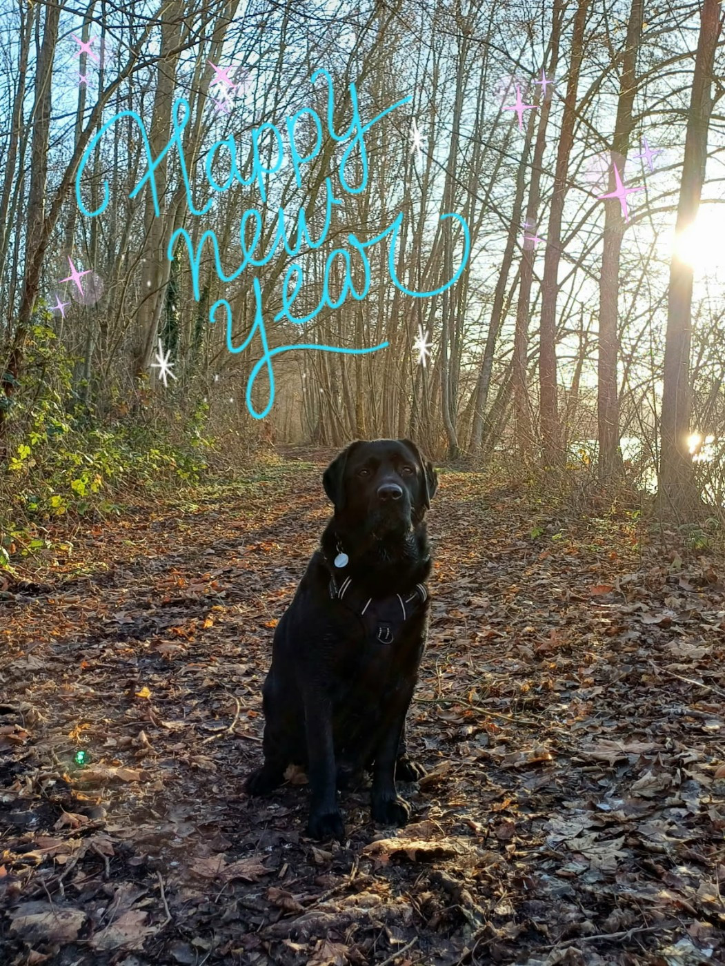 Scoubidou de la foret des boules de poils