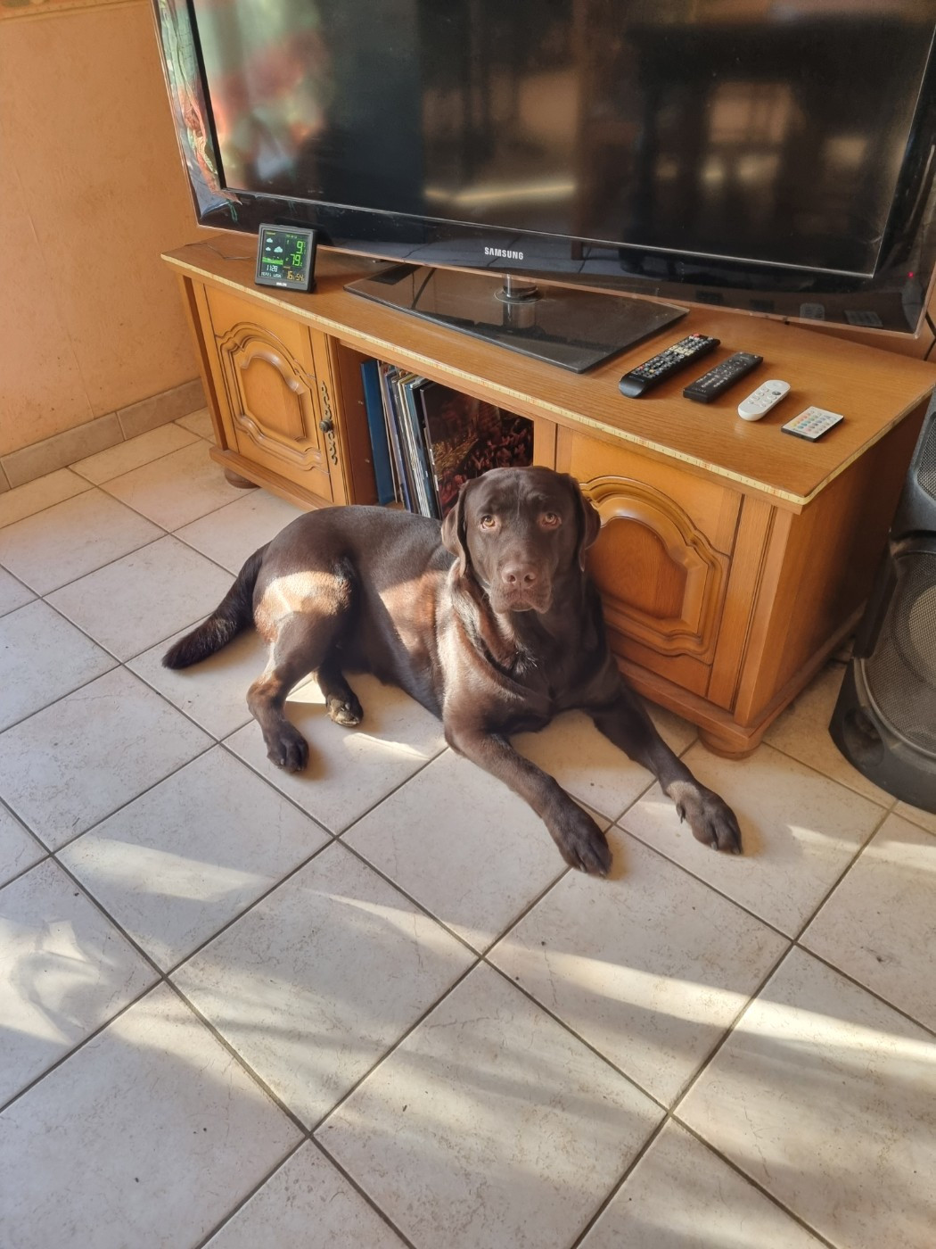 Vadrouille de la foret des bouled de poils