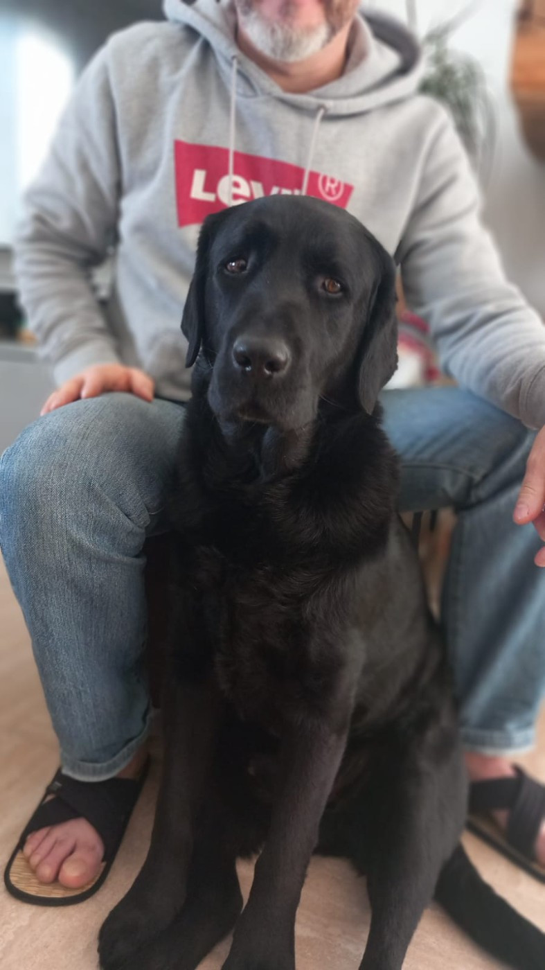 Skywaker de la foret des boules de poils