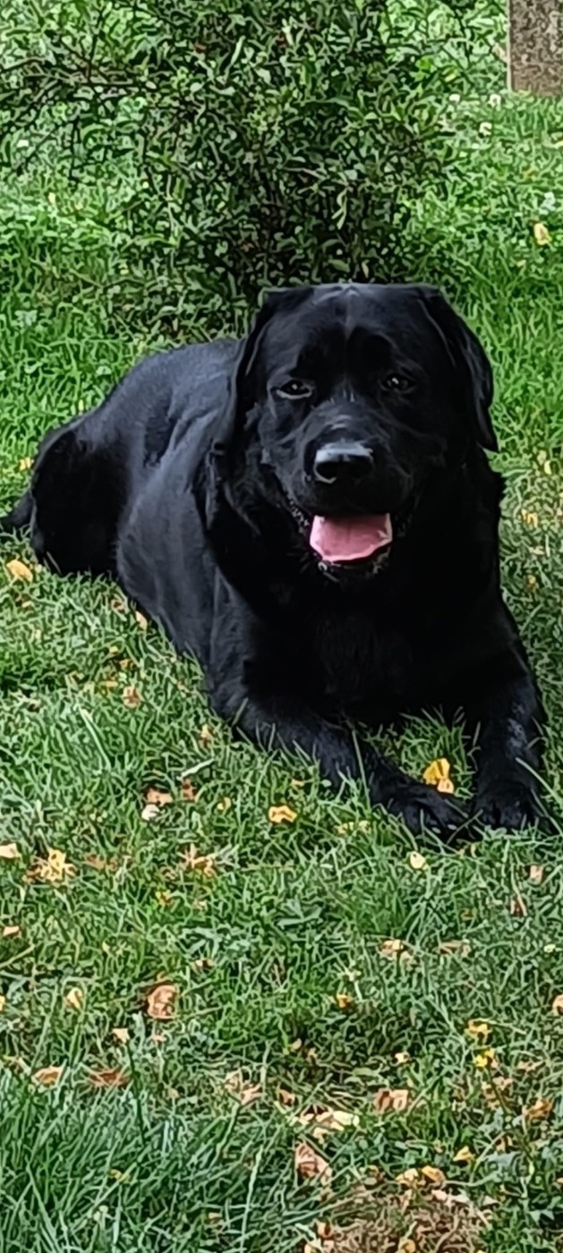 Robin des bois de la foret des boules de pols