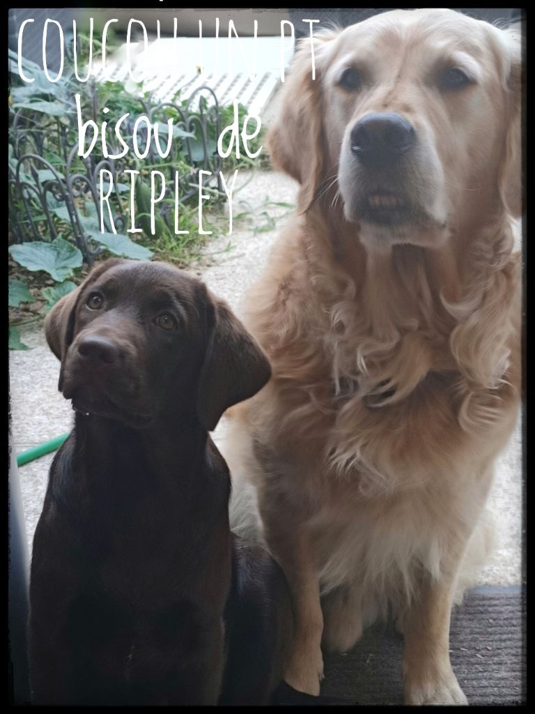 De La Foret Des Boules De Poils - RIPLEY et ILOT