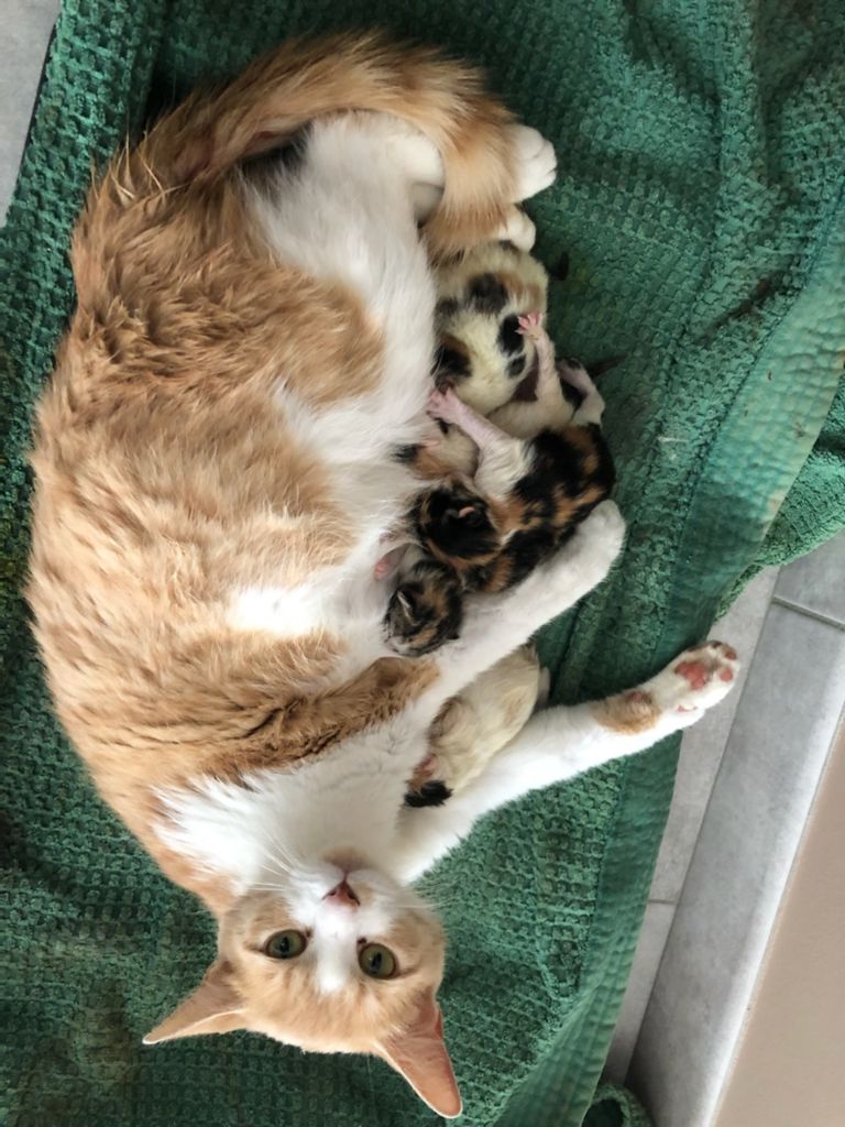 De La Foret Des Boules De Poils - CHATONS à adopter