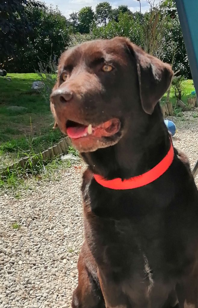 Rubie de la foret des boules de poils