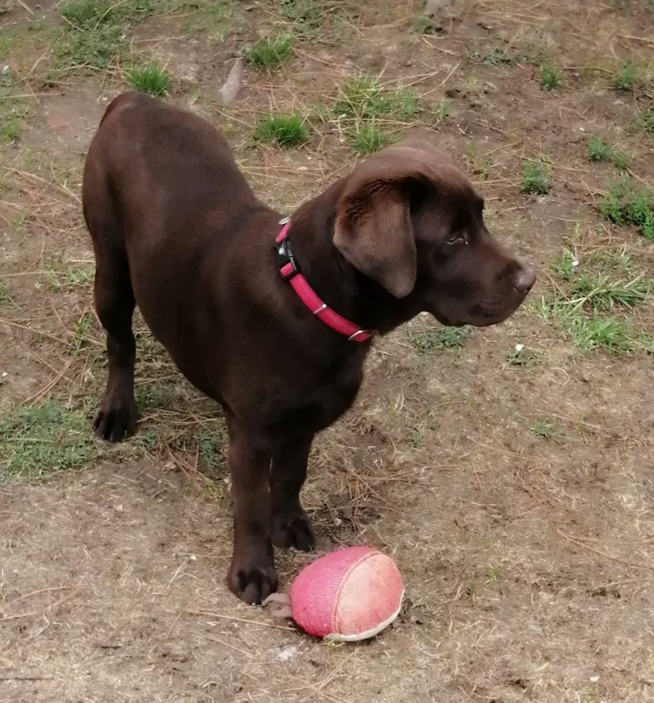 Anoi de la foret des boules de poils 