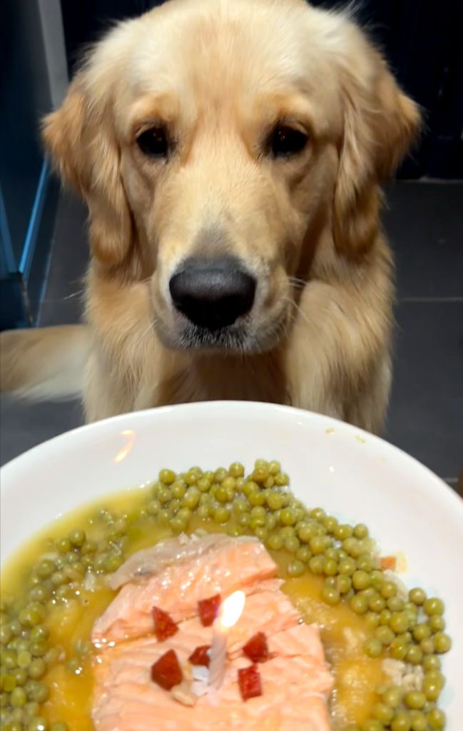 Zack de la foret des boules de poils 