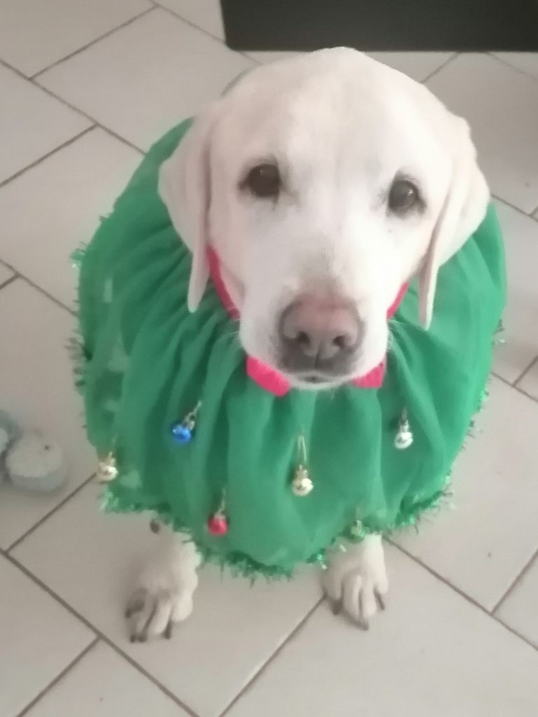 De La Foret Des Boules De Poils - blum pose pour noel