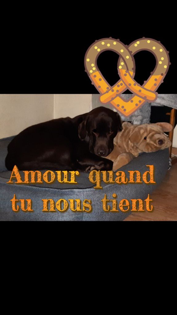 De La Foret Des Boules De Poils - JAZZY de la FORET DES BOULES DE POILS
