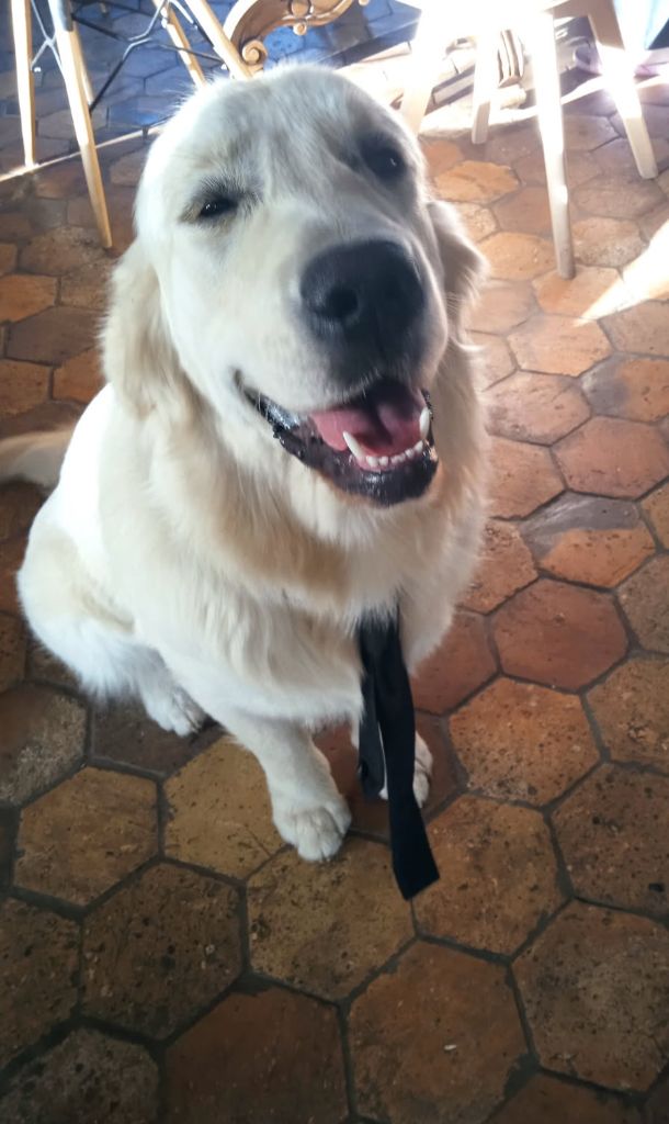 Volt de la foret des boules de poils 