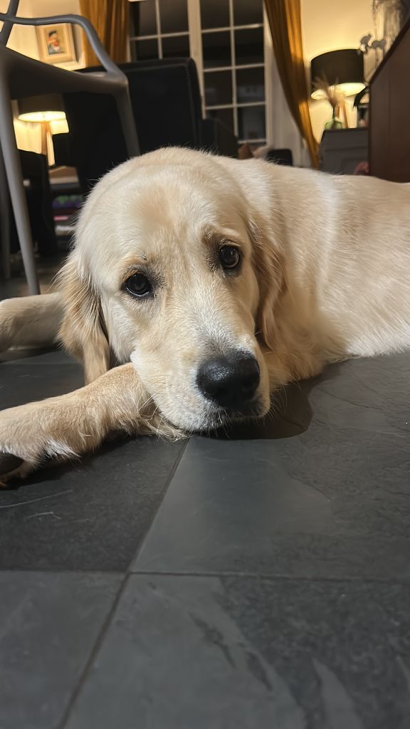 Vischnou de la foret des boules de poils 