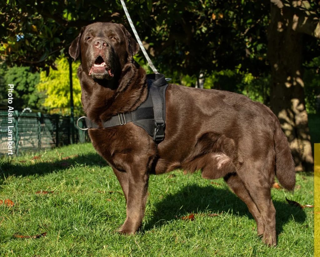 Maximus de la foret des boules de poils 