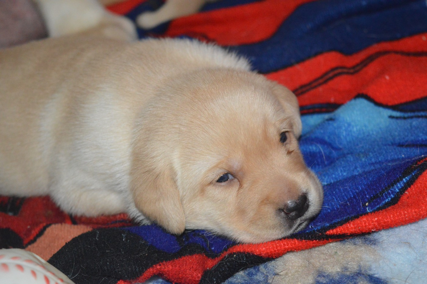 De La Foret Des Boules De Poils - Chiots disponibles - Labrador Retriever