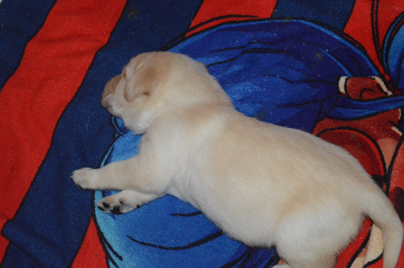 De La Foret Des Boules De Poils - Chiots disponibles - Labrador Retriever