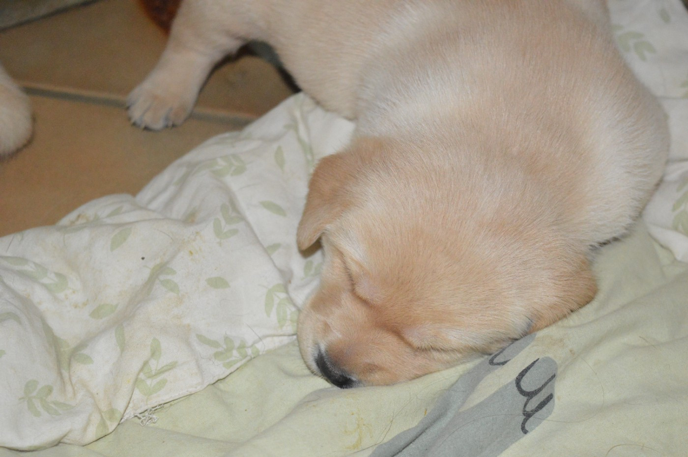 De La Foret Des Boules De Poils - Chiots disponibles - Labrador Retriever