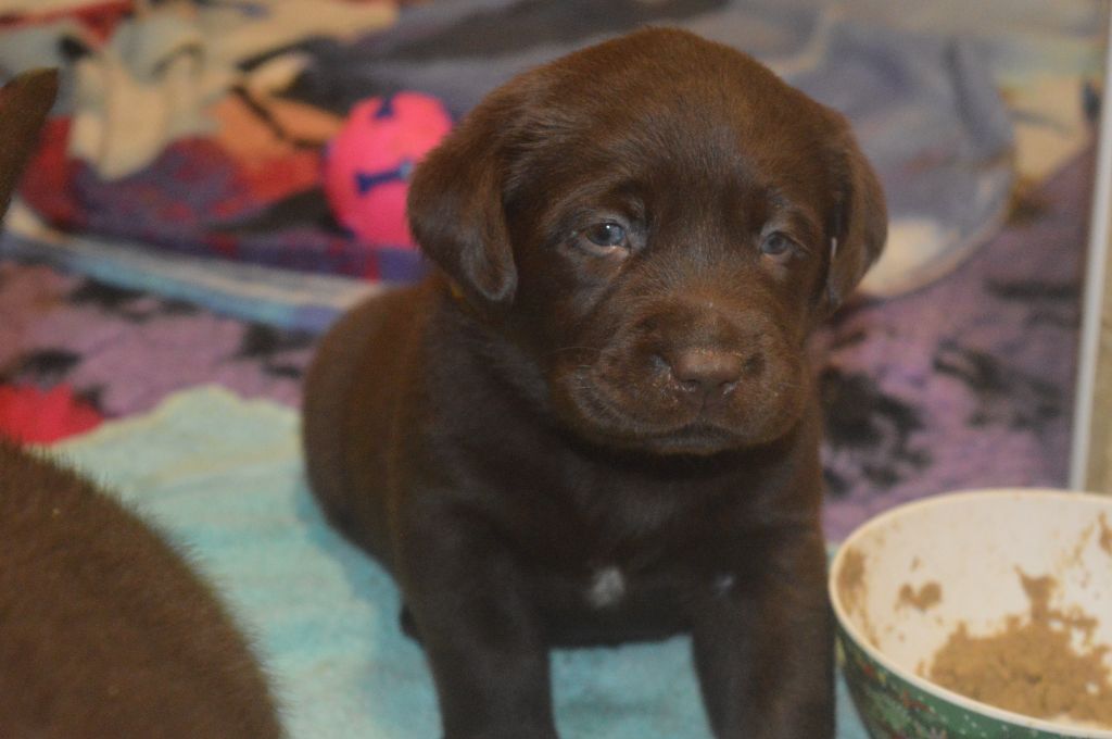 De La Foret Des Boules De Poils - Chiots disponibles - Labrador Retriever