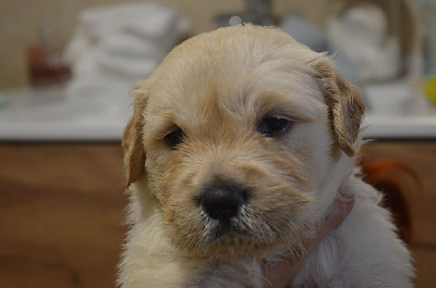 CHIOT 7