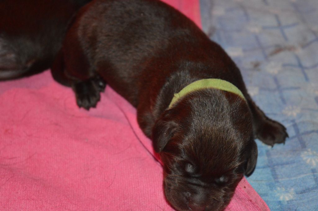 CHIOT  VERT